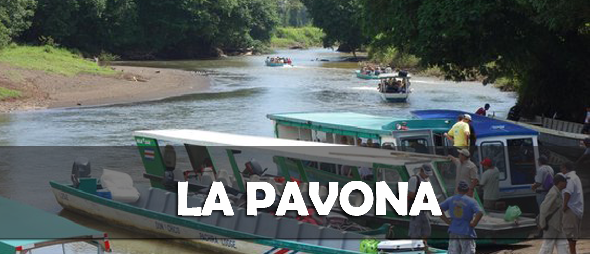 LA PAVONA